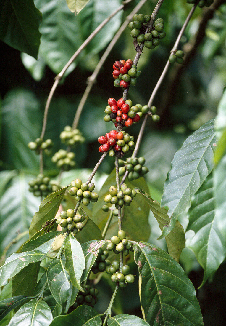 Coffea (coffee) with fruits of different maturity