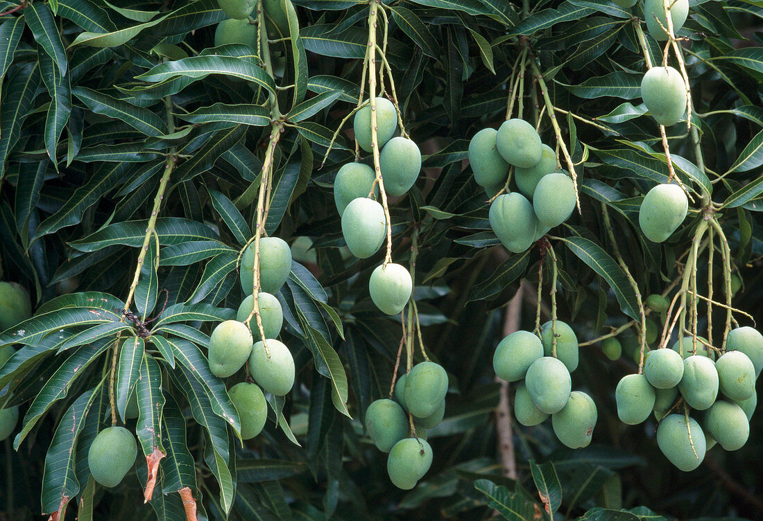 Mango tree, tropical fruit tree with unripe, green fruits