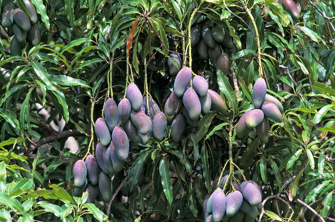 Mangobaum (Mangifera indica), tropischer Obstbaum mit violetten Früchten