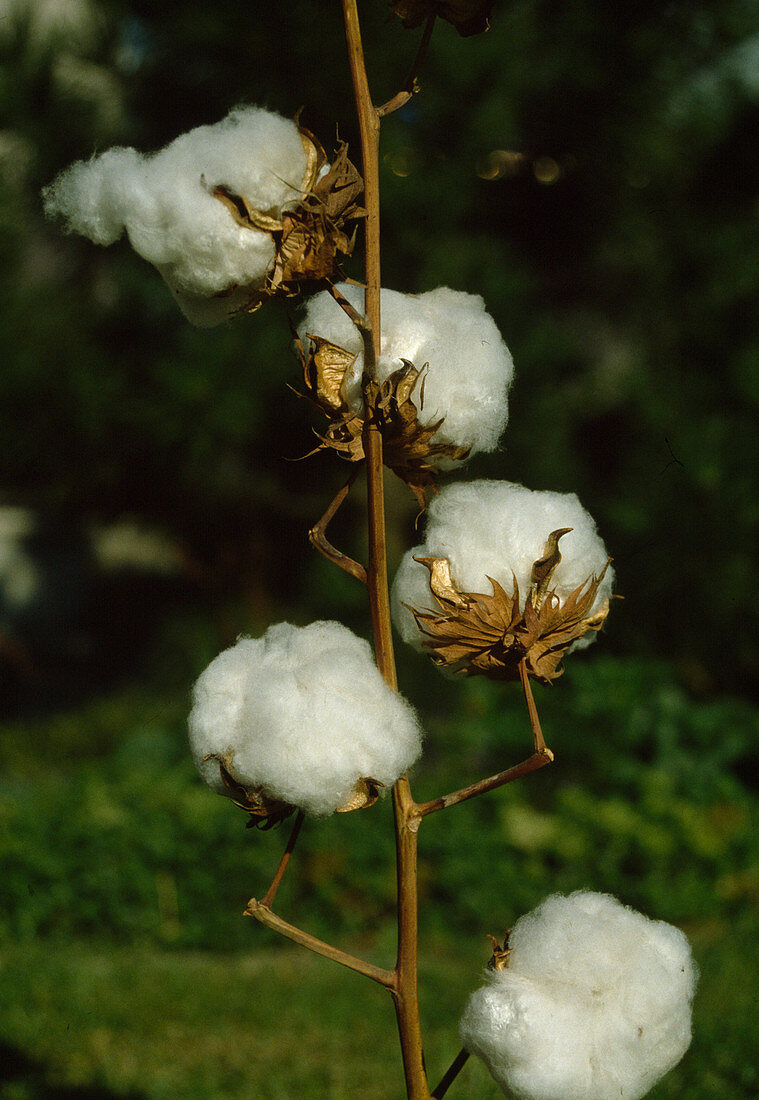 Gossypium (cotton)
