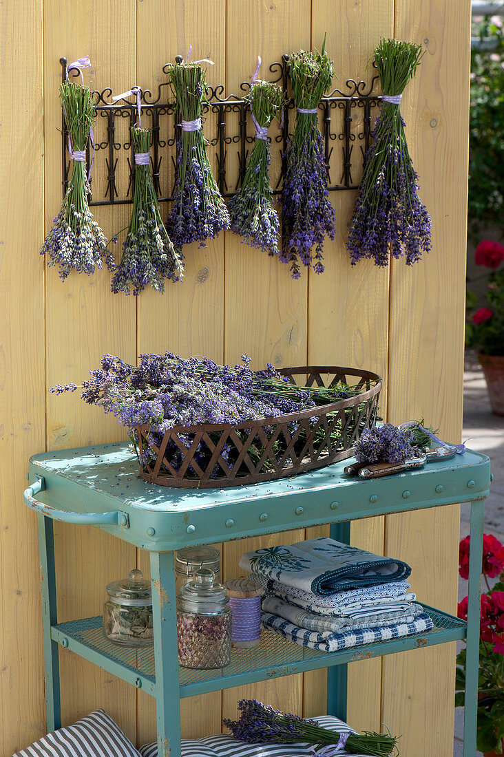Freshly cut lavandula (lavender) in the basket and bundled