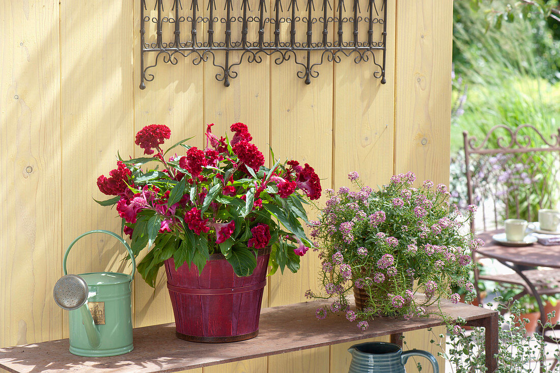 Celosia 'Crested Prestige Scarlet' (Hahnenkamm) und Lobularia