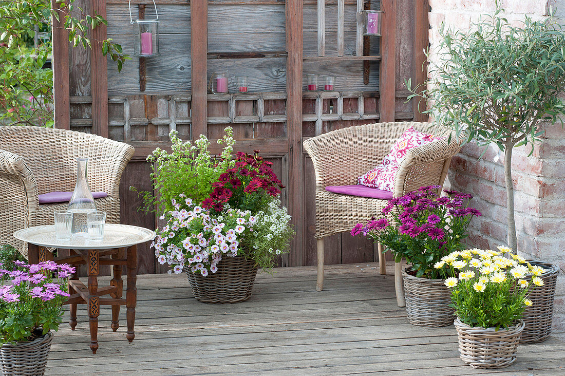 Summer terrace with wicker armchairs, Olea europaea, Osteospermum