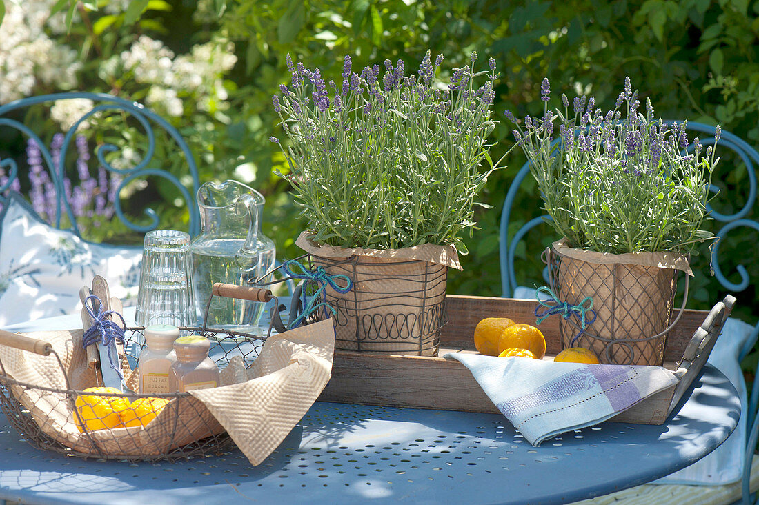 Fragrant table decoration of lavandula (lavender) in wire baskets