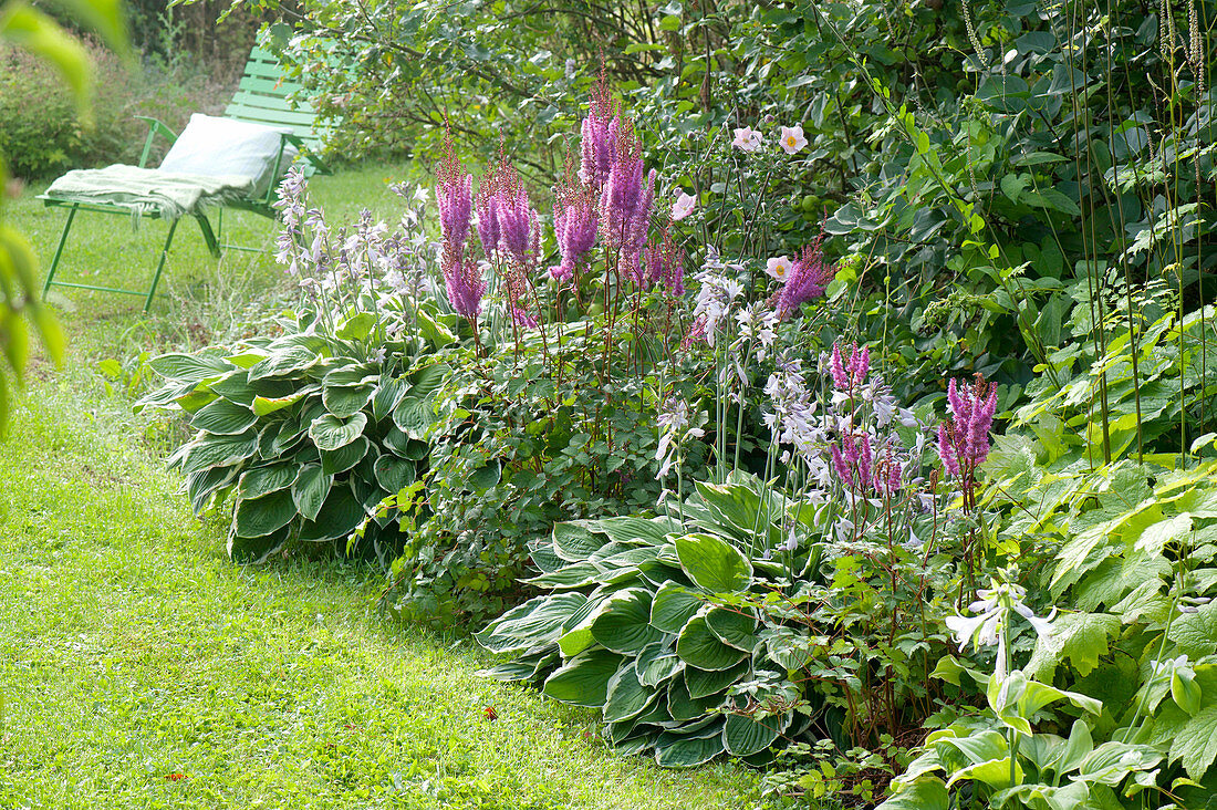 Shadow bed with Astilbe (prickly pear) and Hosta