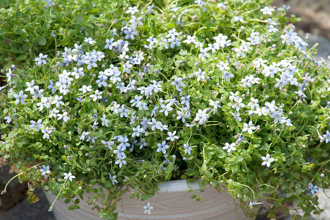 Houstonia caerulea 'Millard' (Porzellansternchen)