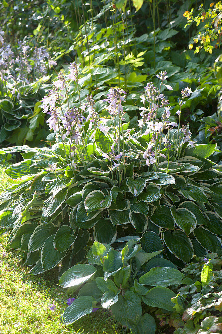 Hosta Hybride 'Francee' (Weißrand-Funkien) im Schattenbeet