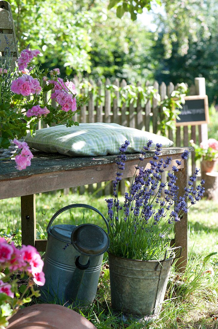 Lavandula (Lavendel) im Zinktopf und Giesskanne an Gartenbank