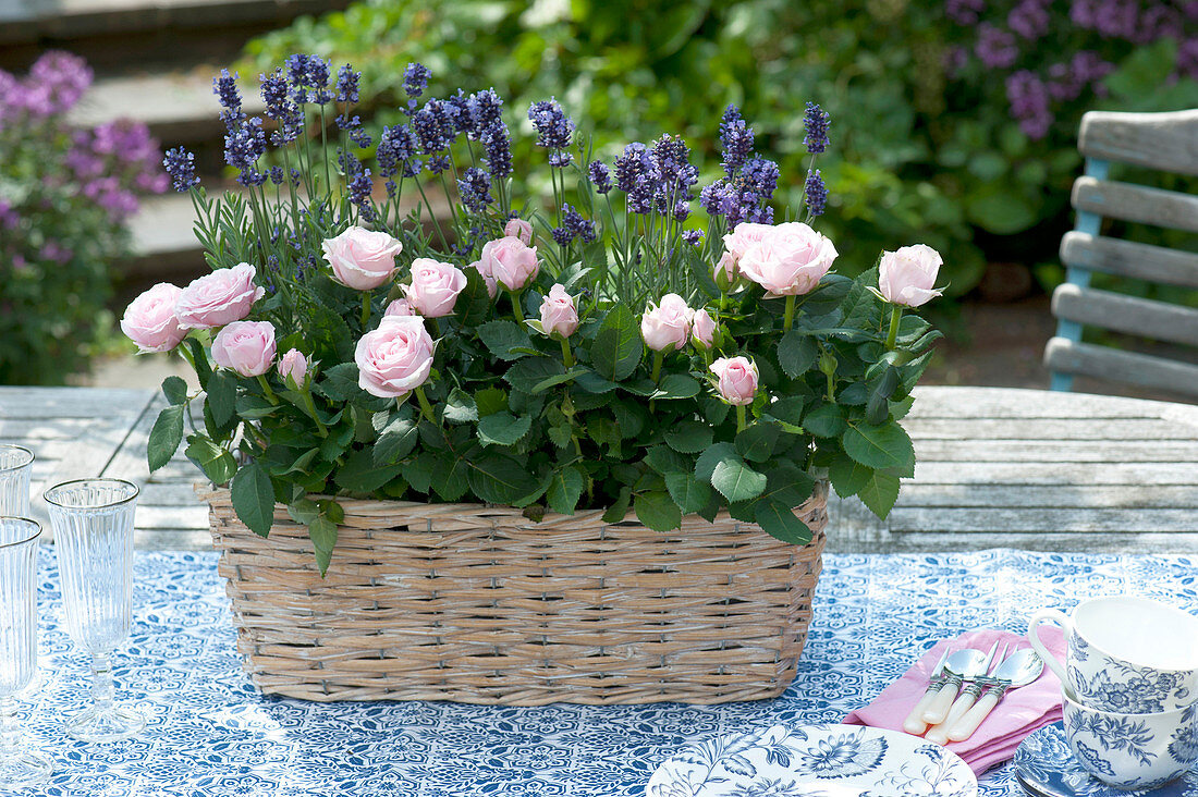 Korbkasten mit Rosa (Rosen) und Lavandula (Lavendel) auf dem Tisch