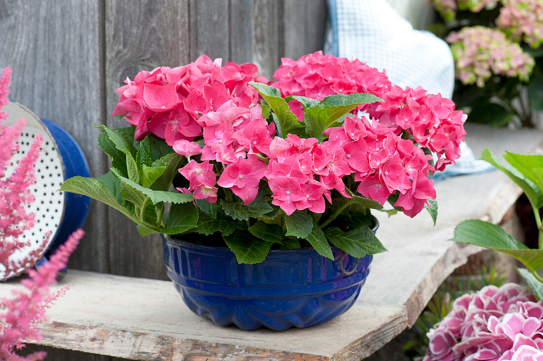 Hydrangea macrophylla 'Bastei' (Hortensie) in emaillierter Kuchenform