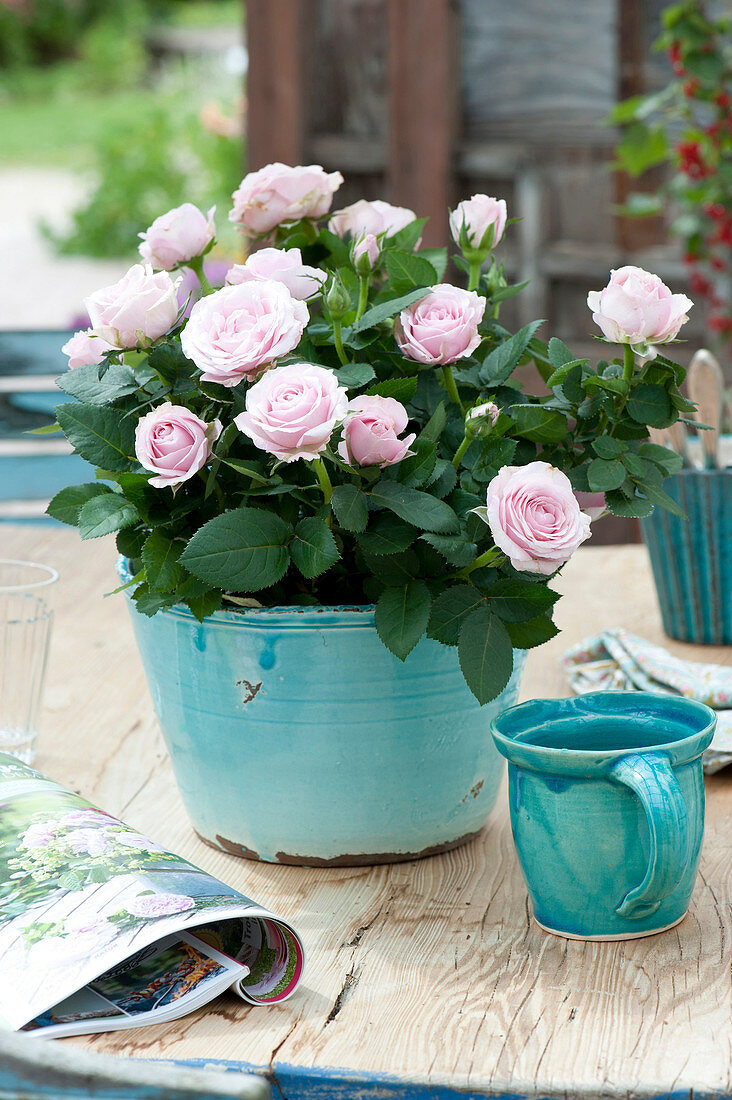 Pink (rose) in a turquoise planter as a table decoration