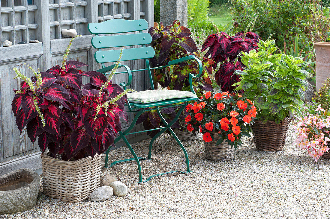 Shadow Terrace at the Garden House, Solenostemon 'Kingwood Torch'