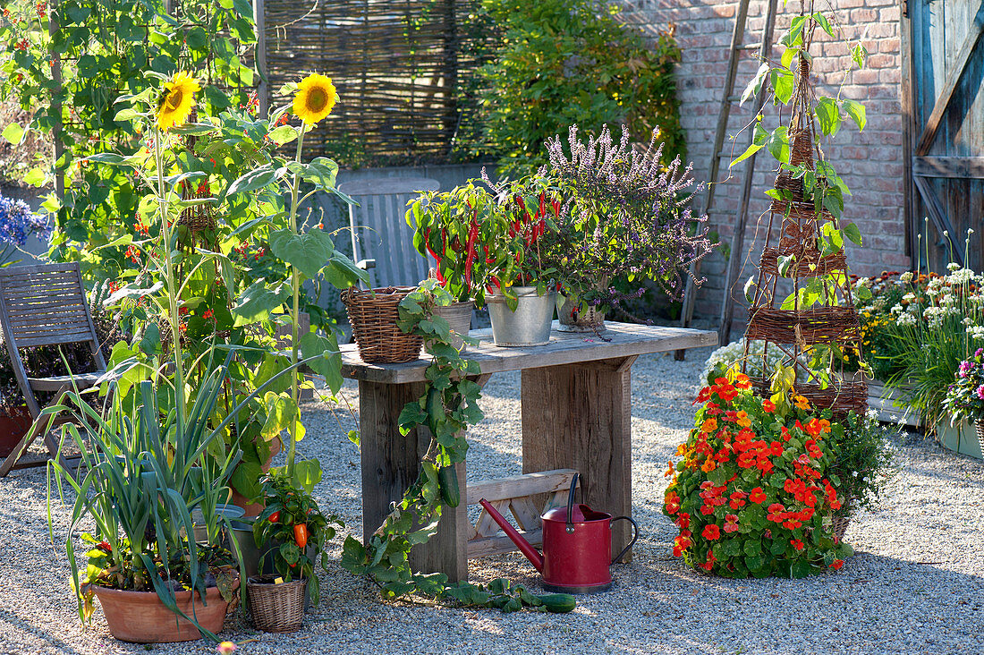 Gravel terrace with summer flowers, vegetables and herbs