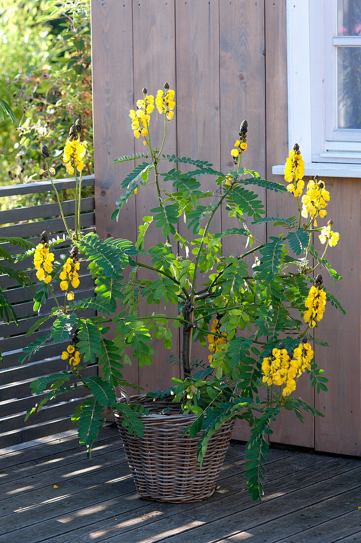 Cassia didymobotrya (spice bark, candle shrub) in the basket