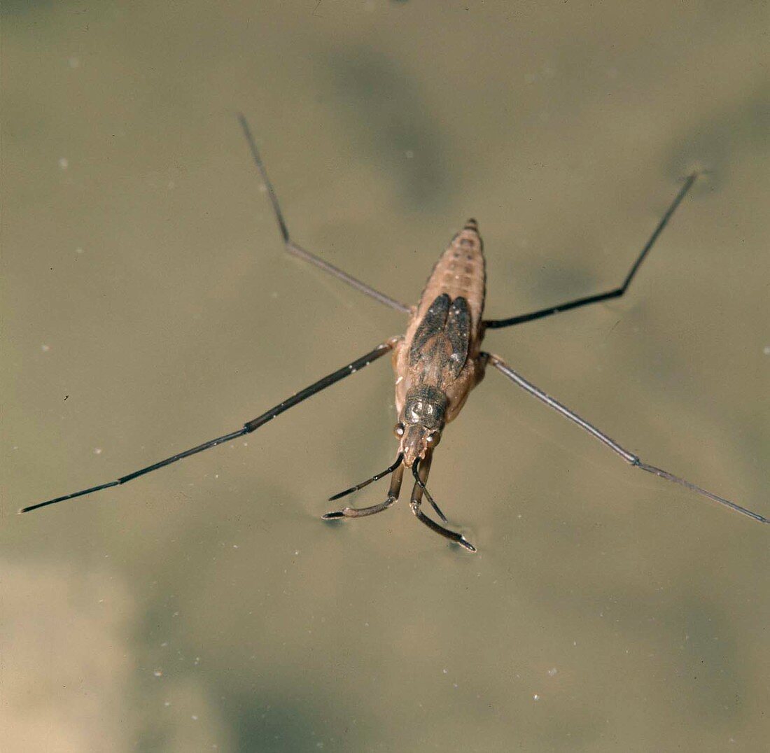 Wasserläufer (Gerris gibbifer)