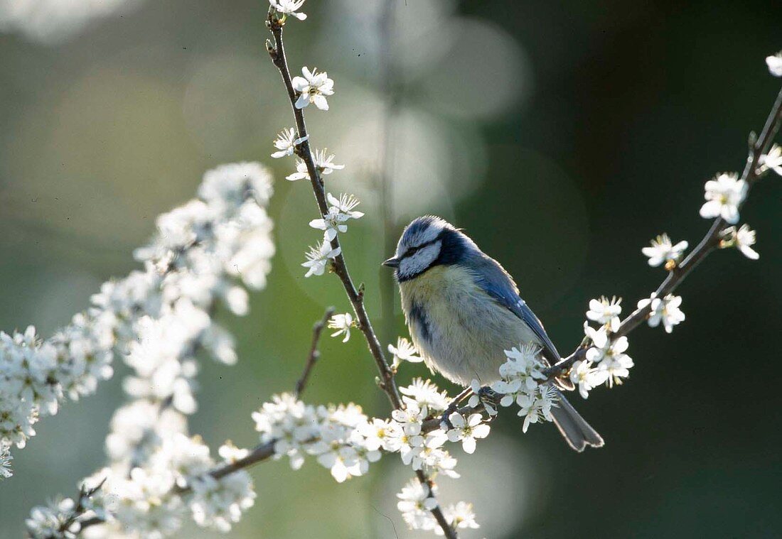 Blaumeise an Schlehdorn (Parus caeruleus)