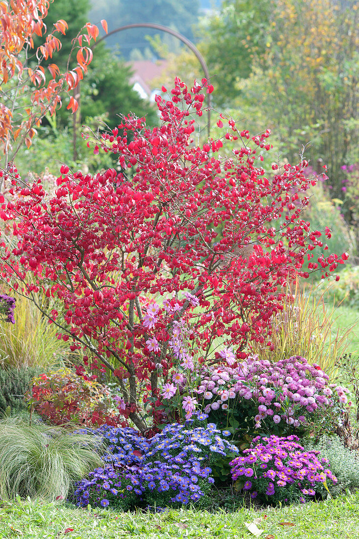 Autumnal bed with Euonymus alatus and Aster