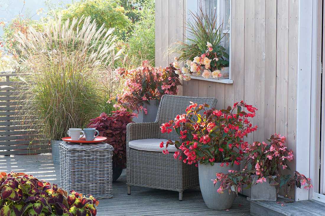 Herbstliche Terrasse mit Begonia (Begonien), Coleus (Buntnessel)