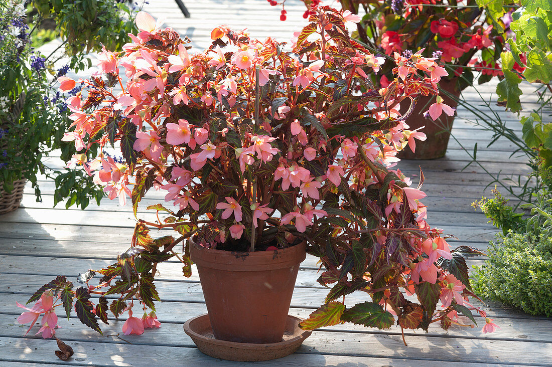 Begonia Waterfall 'Angel Soft Orange' (Begonie)