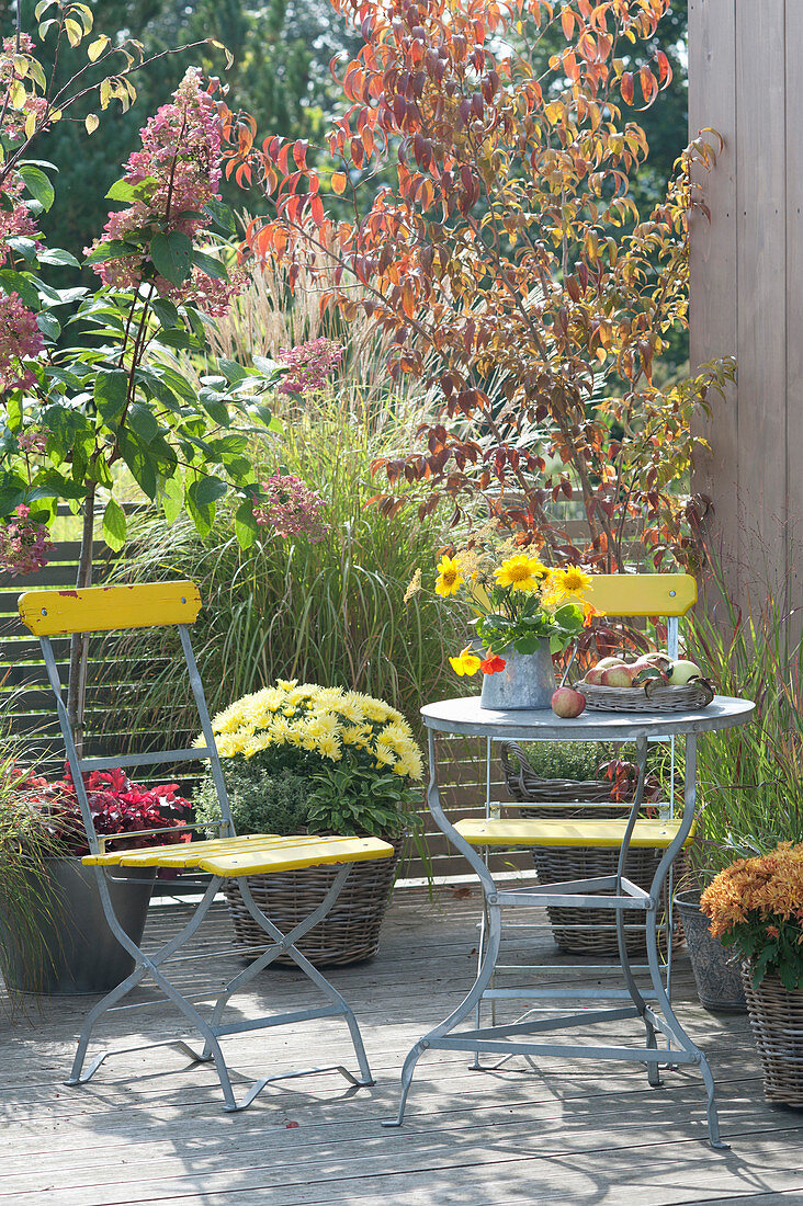 Herbstterrasse mit Gräsern und Chrysanthemen