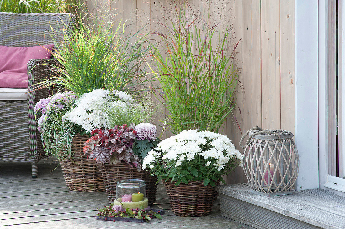 Terrace with white chrysanthemums and grasses