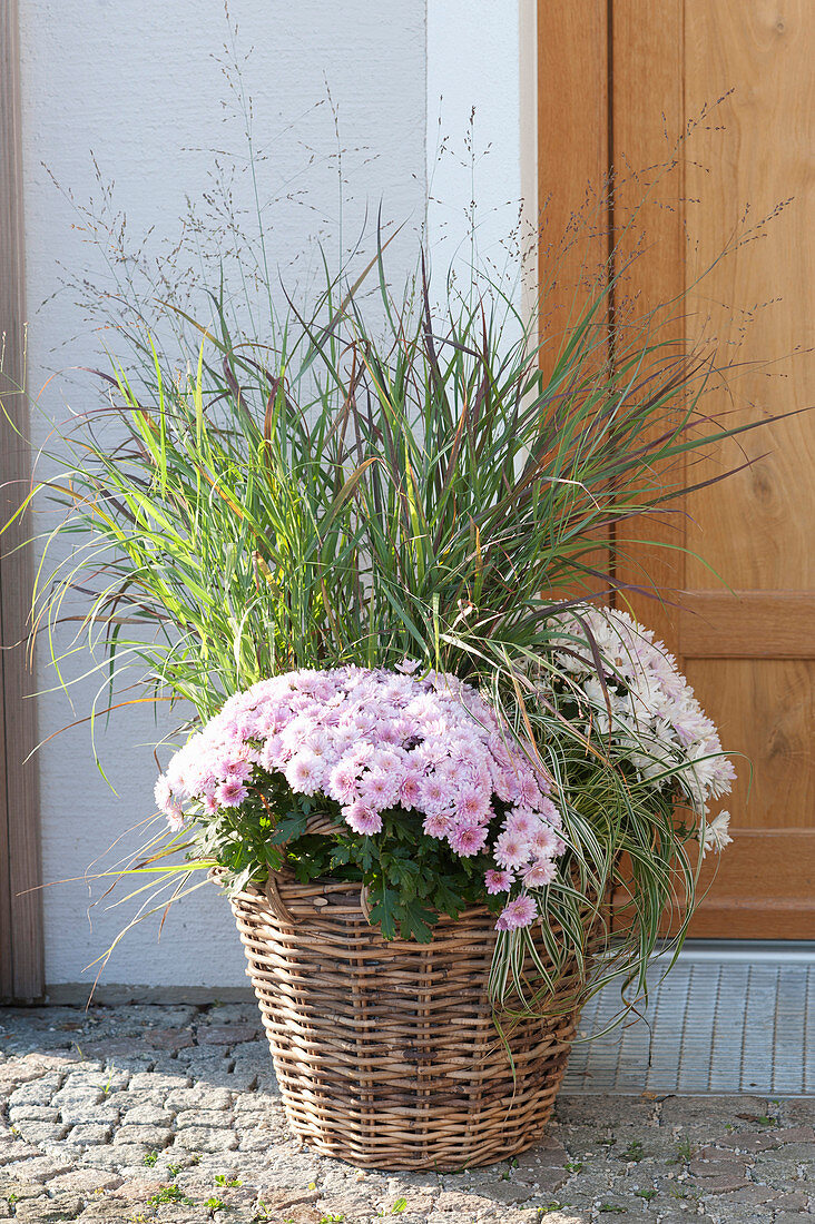 Basket with Chrysanthemum indicum (autumn chrysanthemum), Panicum