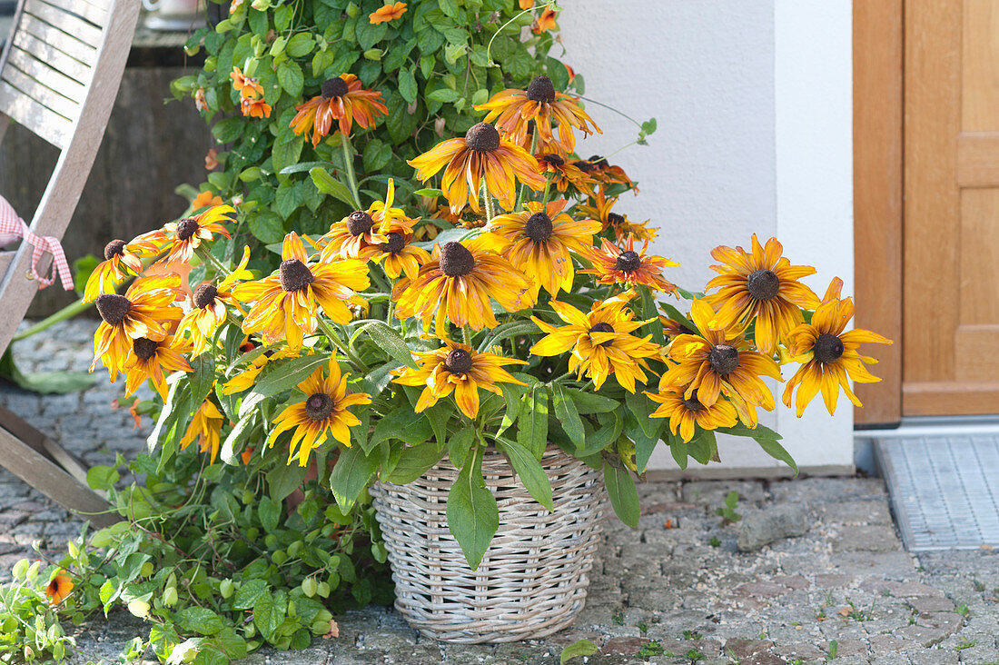 Rudbeckia hirta (coneflower) in the basket at the house entrance