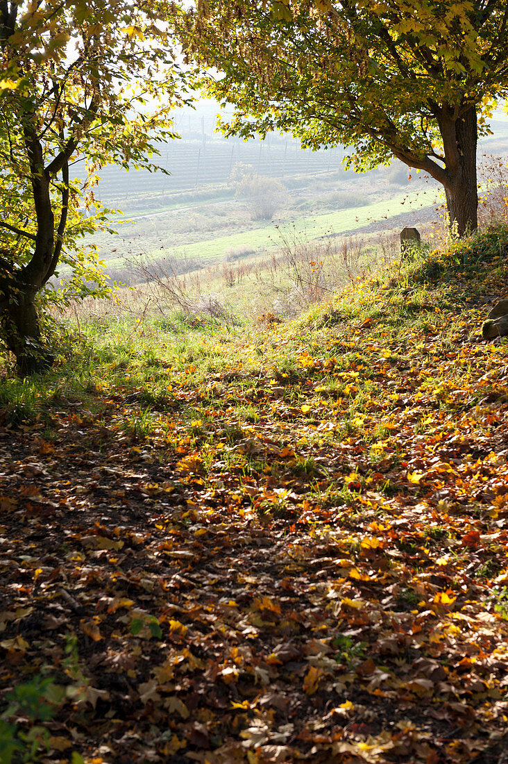 Herbstlicher Waldweg mit Herbstlaub