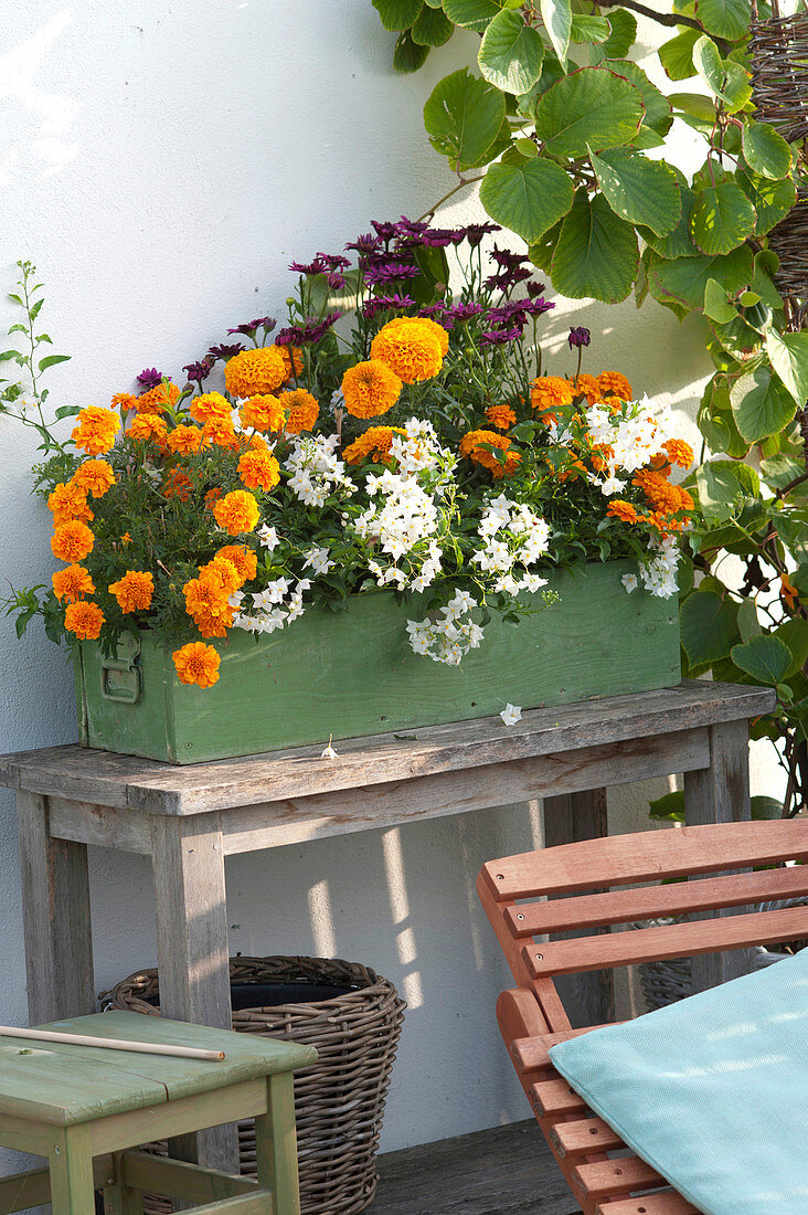 Orange-yellow balcony with summer flowers and climbing plants