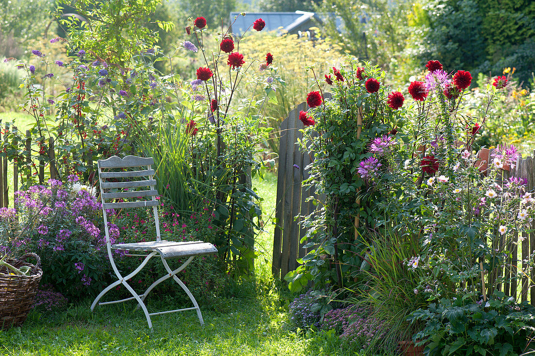 Small garden with Dahlia, Cleome spinosa