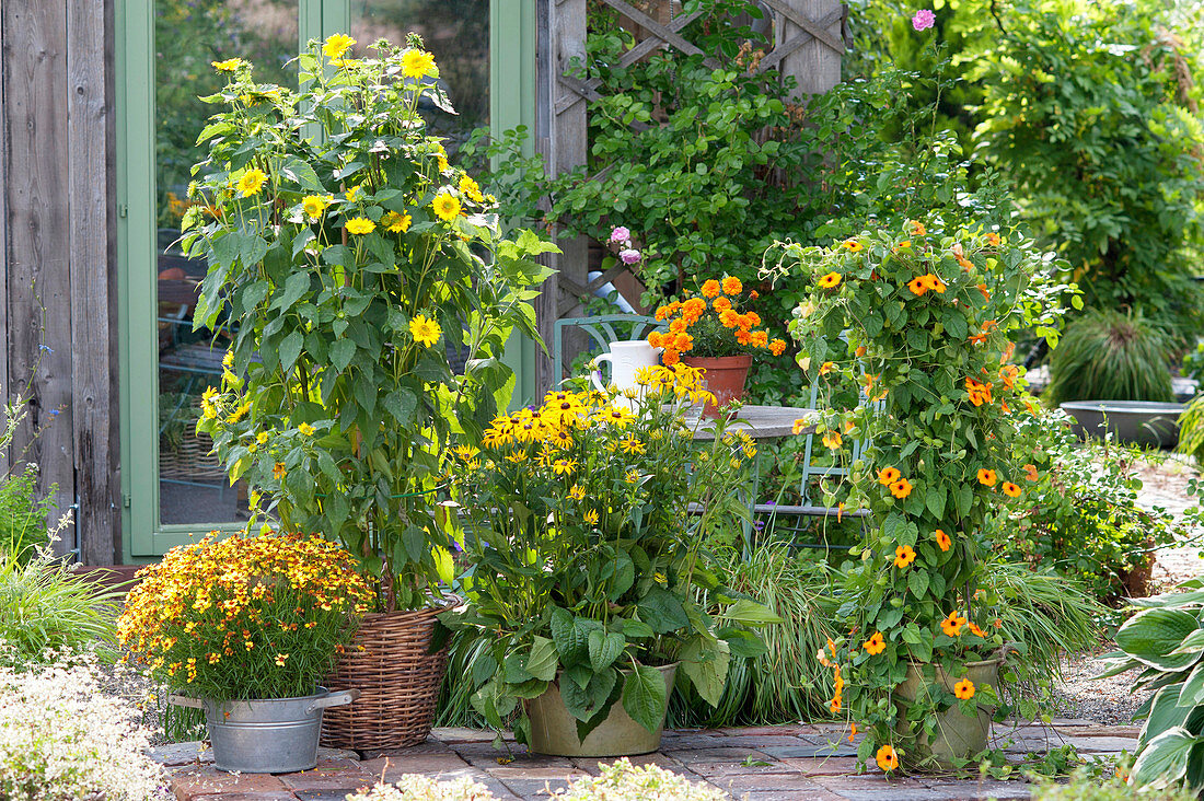 Gelbe Terrasse am Gartenhaus : Helianthus decapetalus