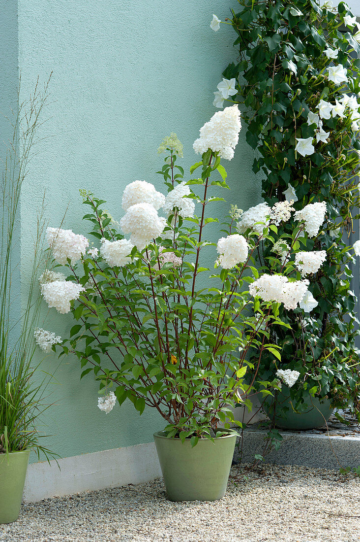 Hydrangea paniculata 'Vanille Fraise' (Rispenhortensie) auf Kiesterrasse