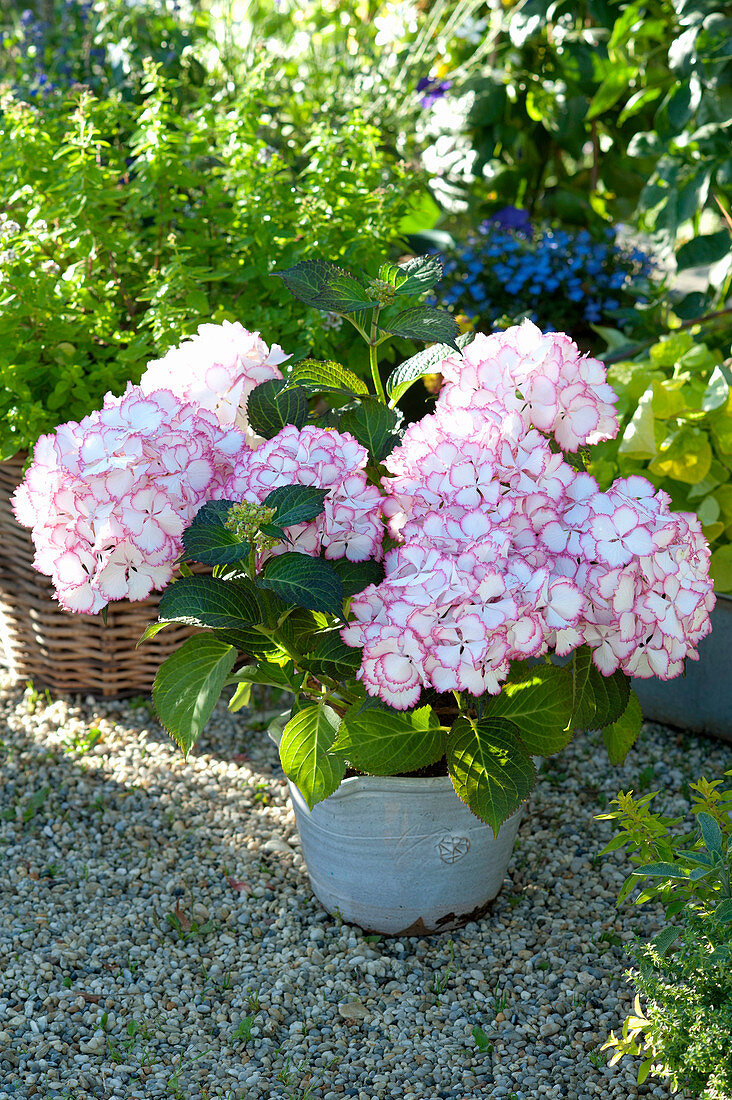 Hydrangea macrophylla 'Rendez Vous Cocktail' (Hortensie)