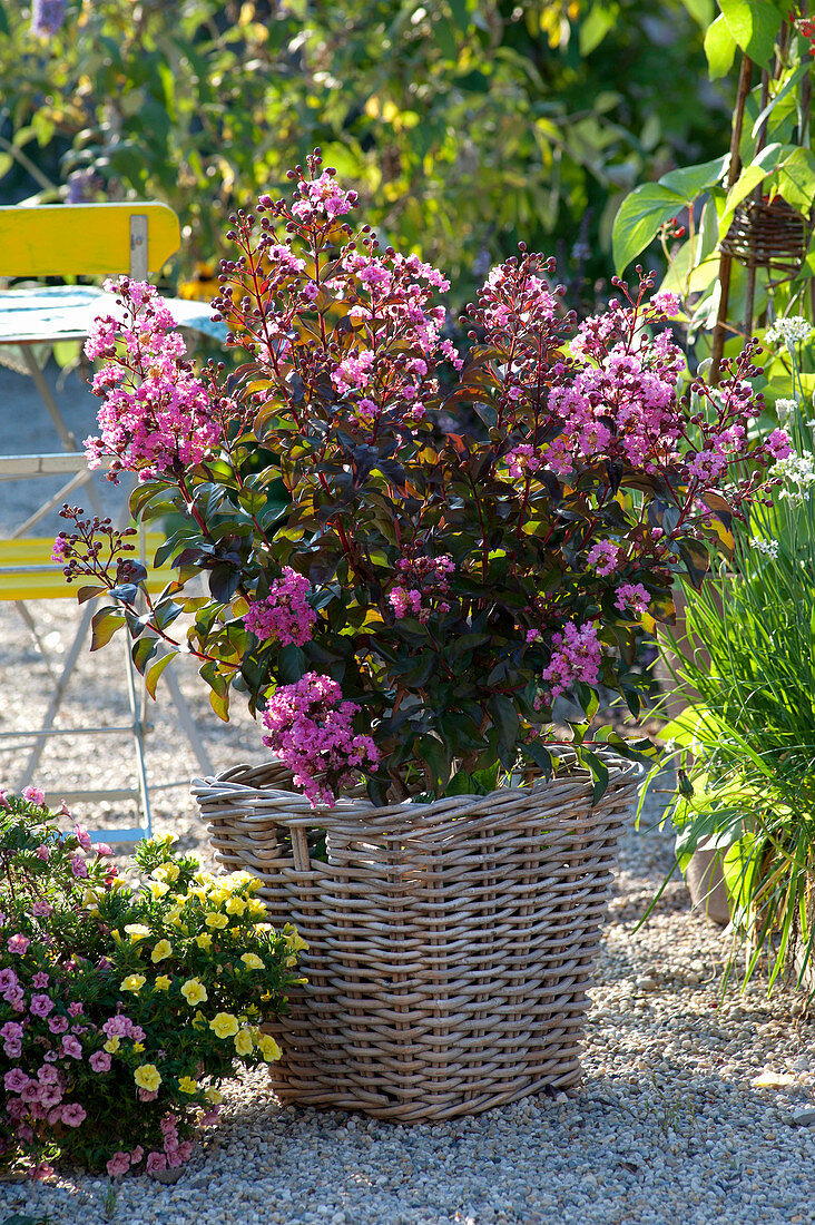 Lagerstroemia indica 'Rhapsody in Pink' (curly myrtle)