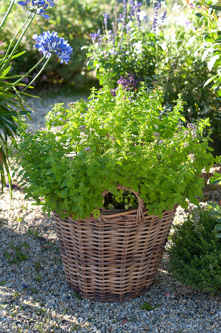 Origanum vulgare (Oregano) im Korb