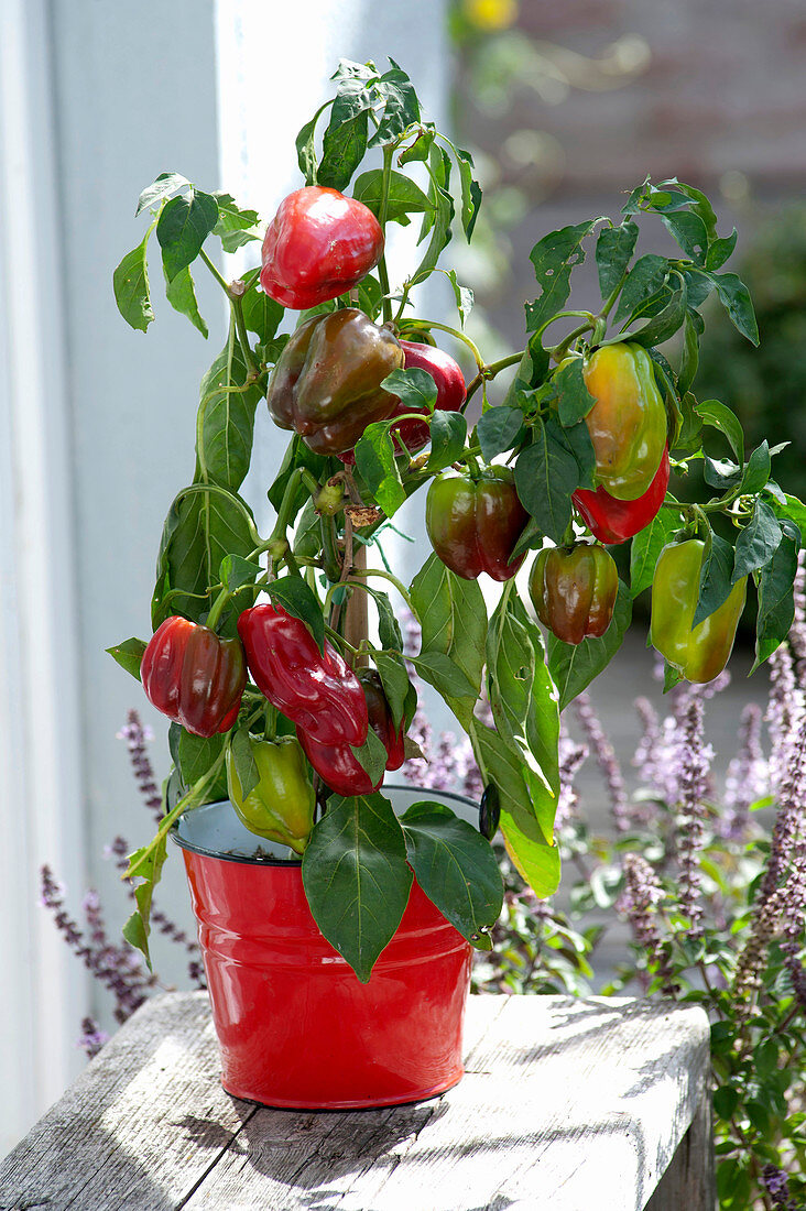 Capsicum annuum 'Neusiedler Ideal' (paprika, sweet peppers)