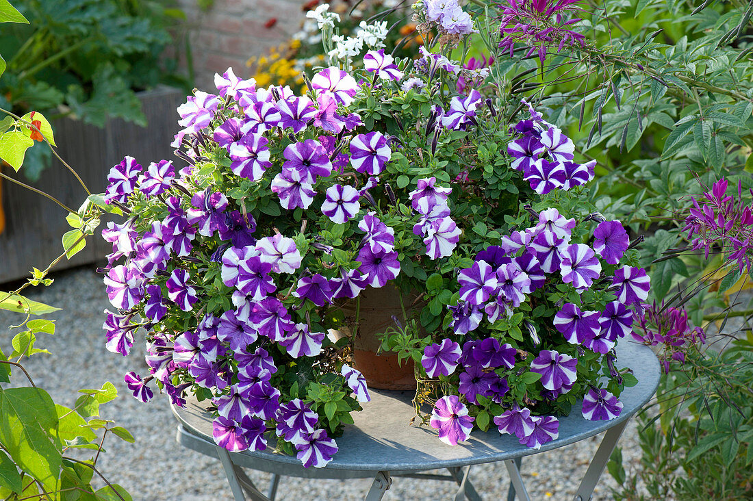 Petunia Bonnie 'Purple Star' (Petunie) auf Tisch