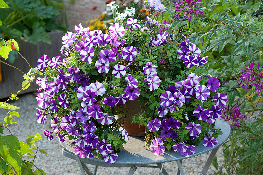 Petunia Bonnie 'Purple Star' (petunia) on table
