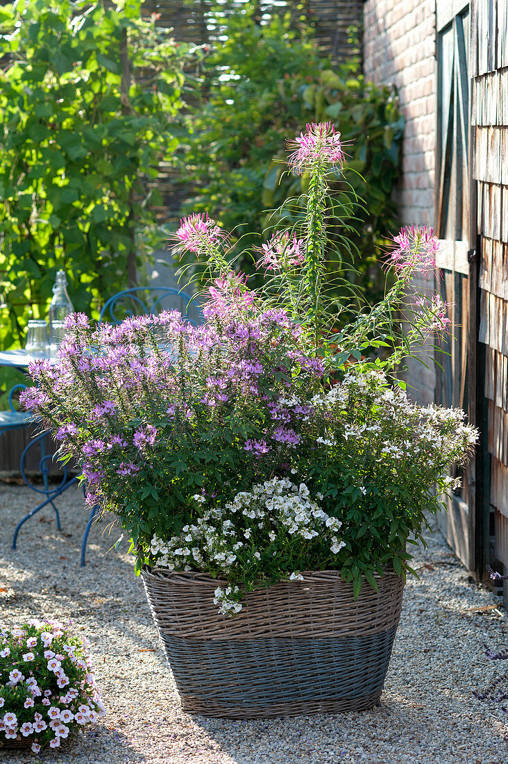 Basket planted with Cleome spinosa (pink queen) and diascia