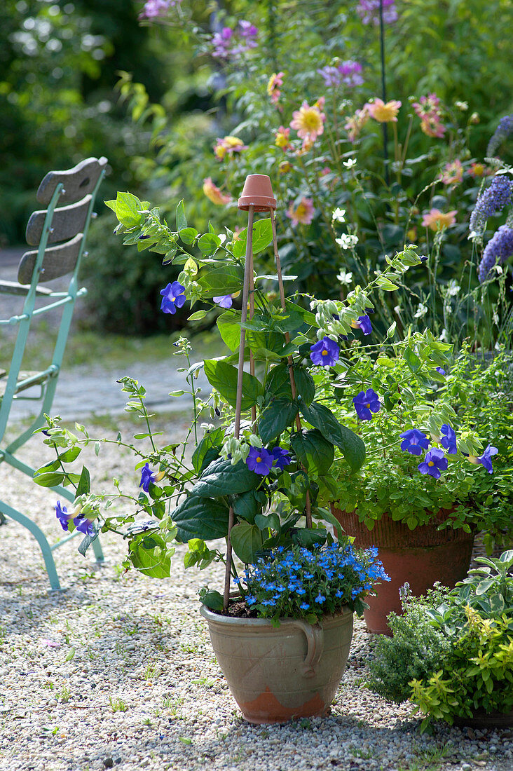 Thunbergia battiscombei (large flowered thunbergias)