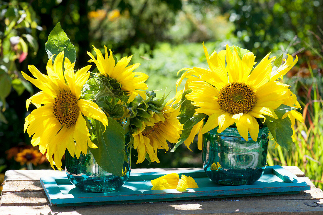 Flowers of Helianthus annuus (sunflower) in glass vases