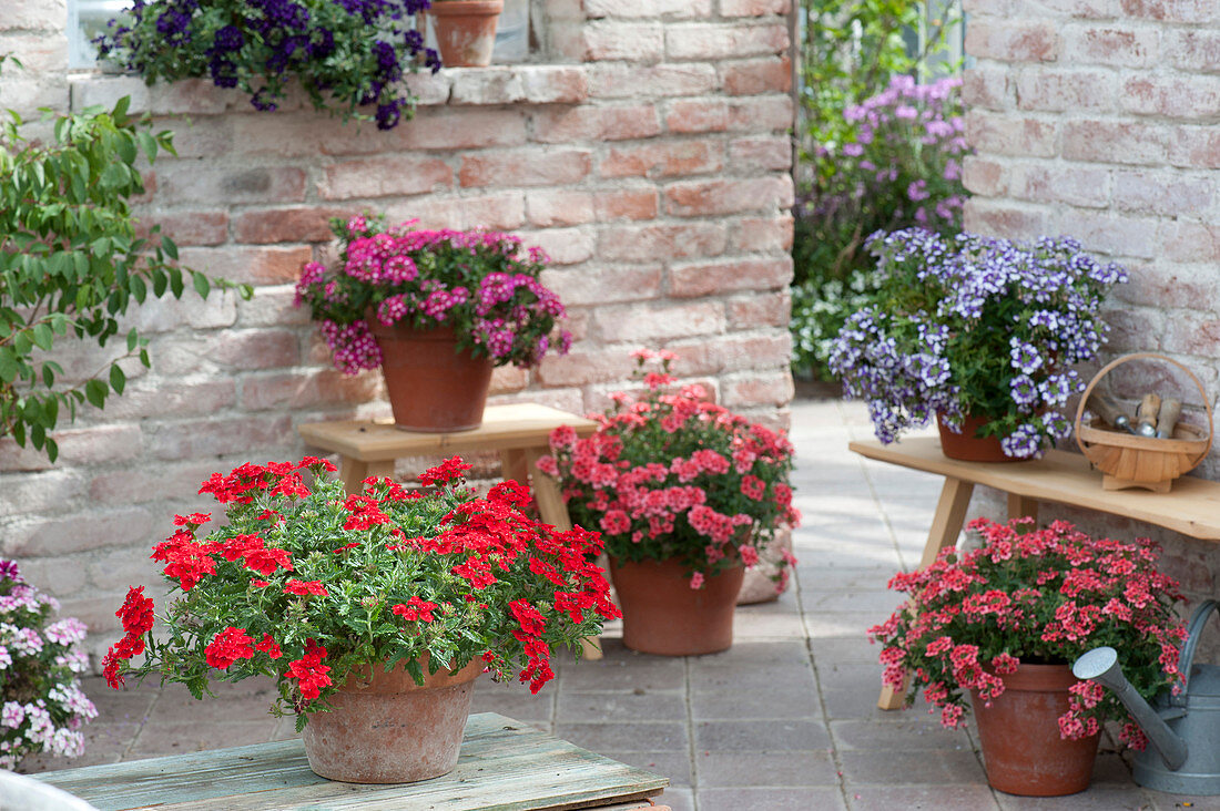 Terrasse mit Verbena (Eisenkraut) in Tontoepfen