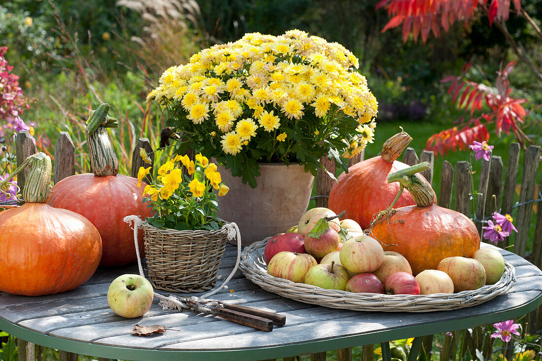 Herbstarrangement auf Tisch am Gartenzaun : Chrysanthemum indicum