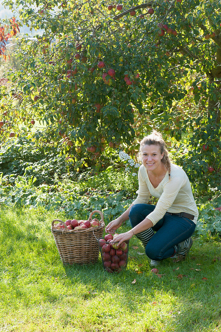 Frau bei der Apfelernte im Garten