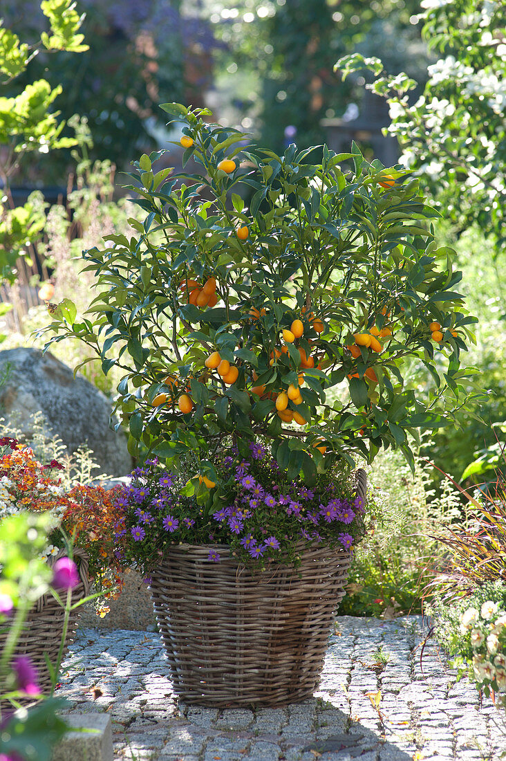 Fortunella japonica (Kumquat) und Brachyscome 'Brasco Violet'