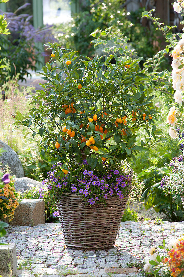 Fortunella japonica (Kumquat) and Brachyscome 'Brasco Violet'