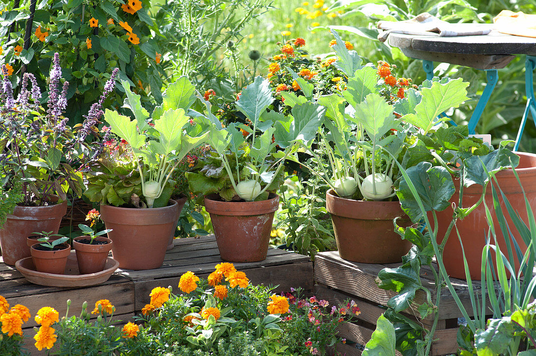 Naschterrasse mit Gemüse und Sommerblumen