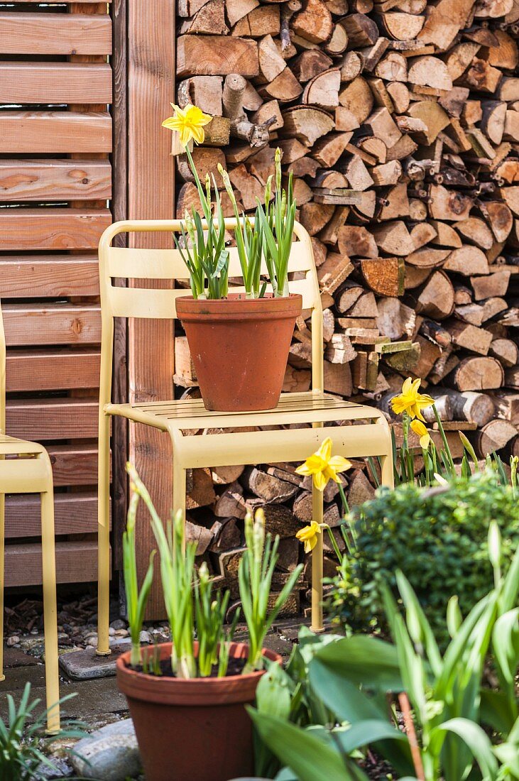 Eingetopfte gelbe Narzissen auf pastellgelbem Metallstuhl vor Brennholzstapel arrangiert