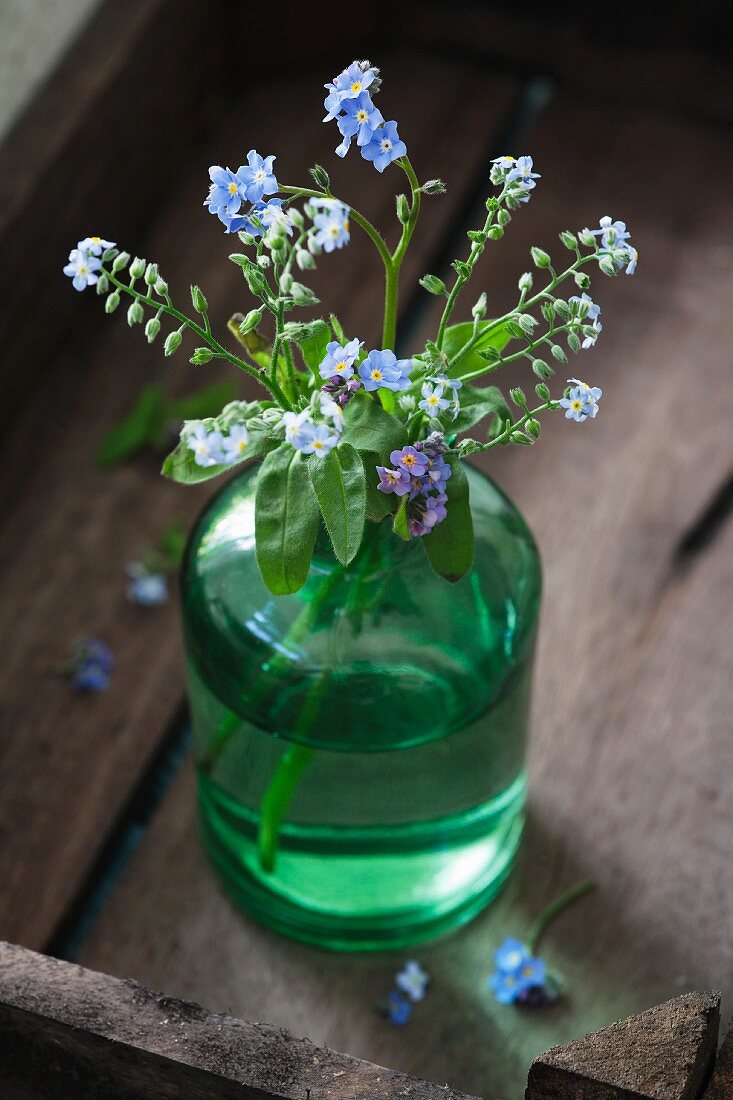Forget-me-nots (Myosotis) in a green glass vase in a wooden tray