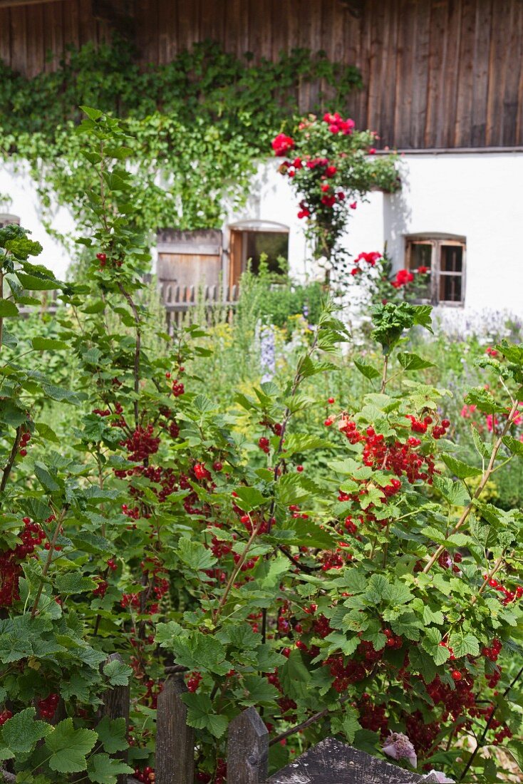 Reife rote Johannisbeeren in Bauerngarten